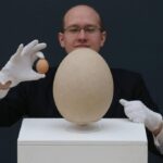 世界一大きい卵とは？【ギネス認定】